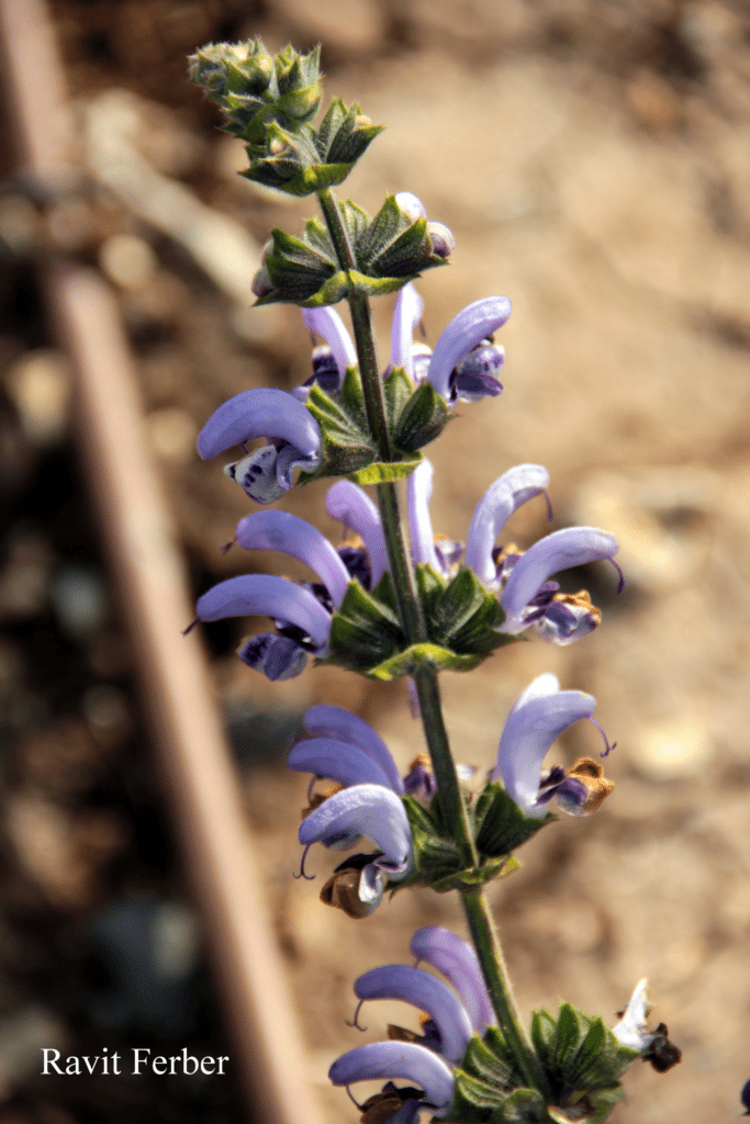 מרווה כחולה בגן מקלט נבי סמואל