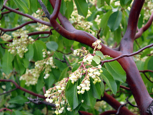 עץ קטלב - צילם דורון ניסים