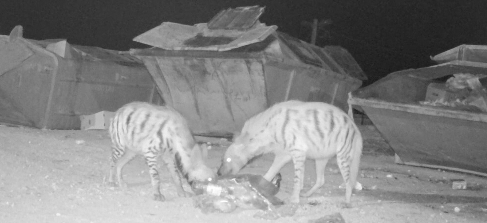 צילום עינת בר זיו- נקבה ומתבגר אוכלים אשפה.jpg