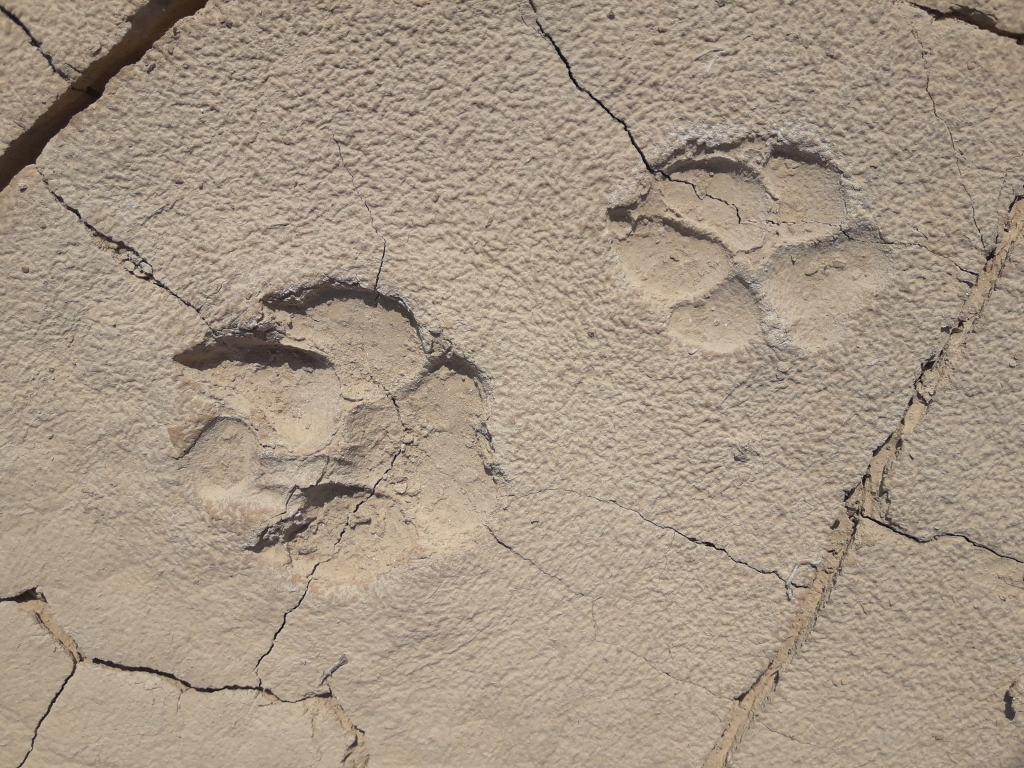 צילום עינת בר זיו -עקבות צבוע.jpg