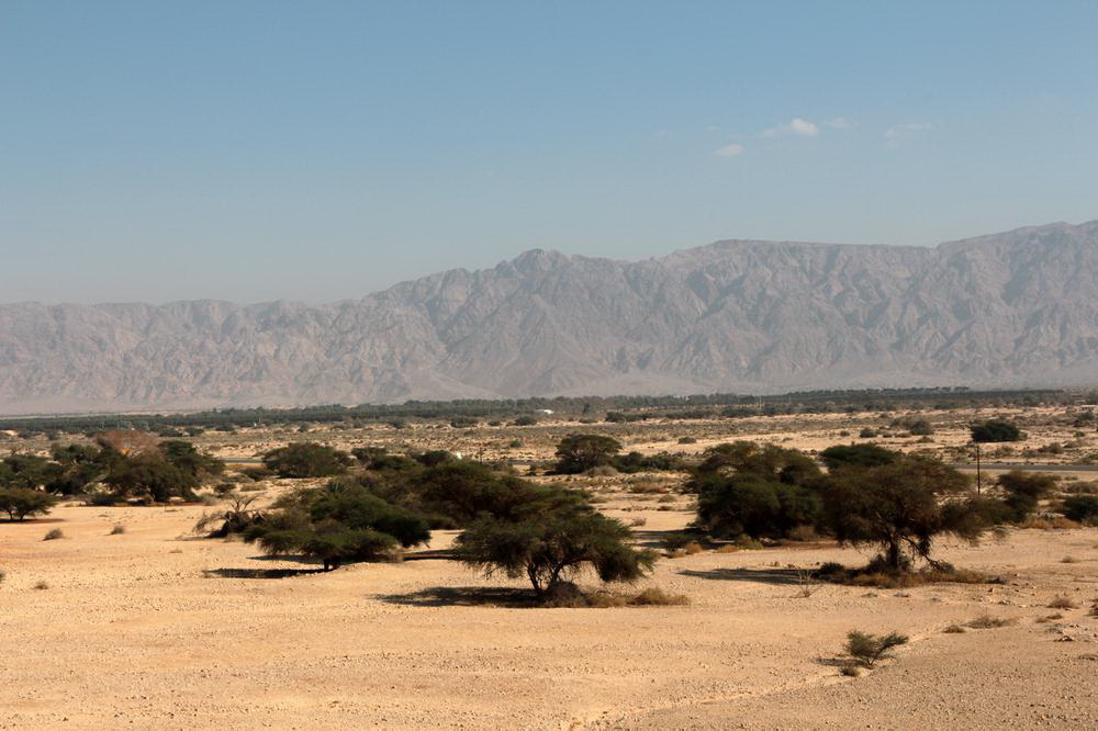 עצי שיטה ביטבתה