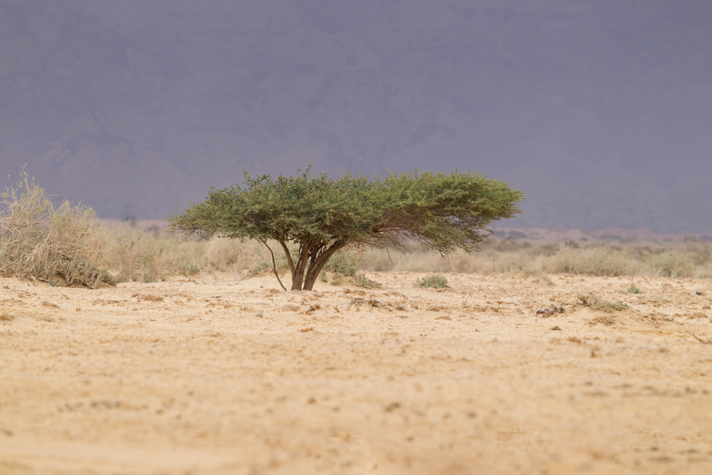 עץ במדבר - דורון ניסים