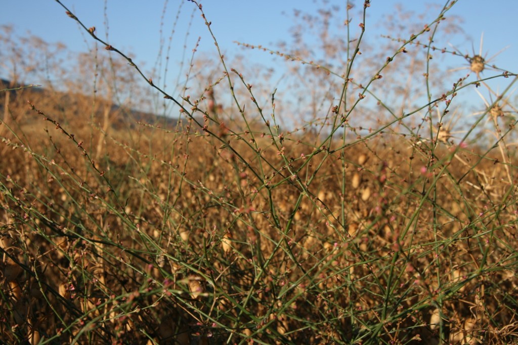 ארכובית חד-שנתית