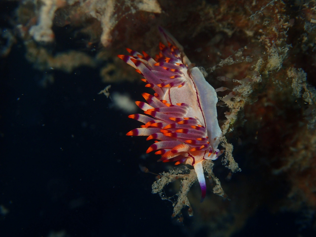 חשופית - צילמה שירה סלינגרה