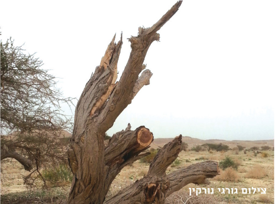 כריתת שיטים בערבה - ג'ורג'י נורקין