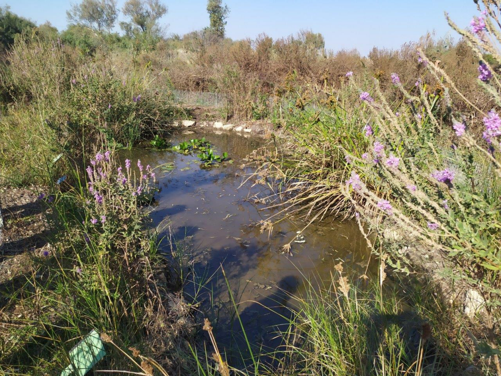 עין אפק - אייל שפירא