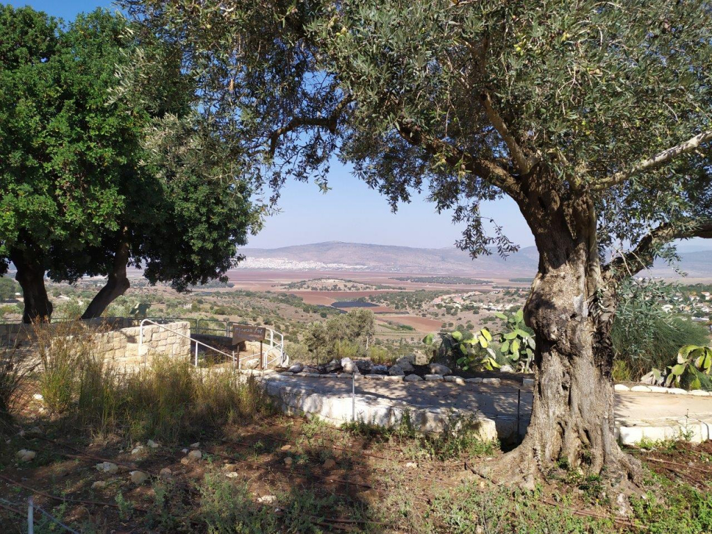 ציפורי - אייל שפירא