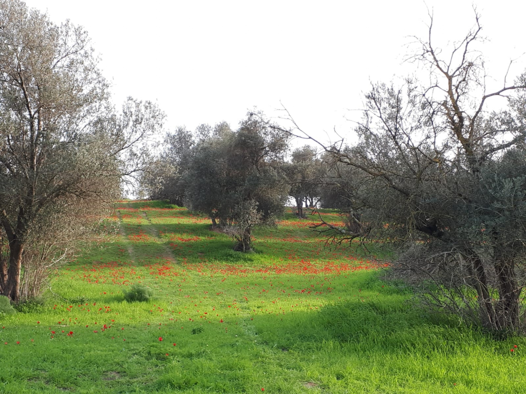 נופים במסלול הטיול בתרונות רוחמה