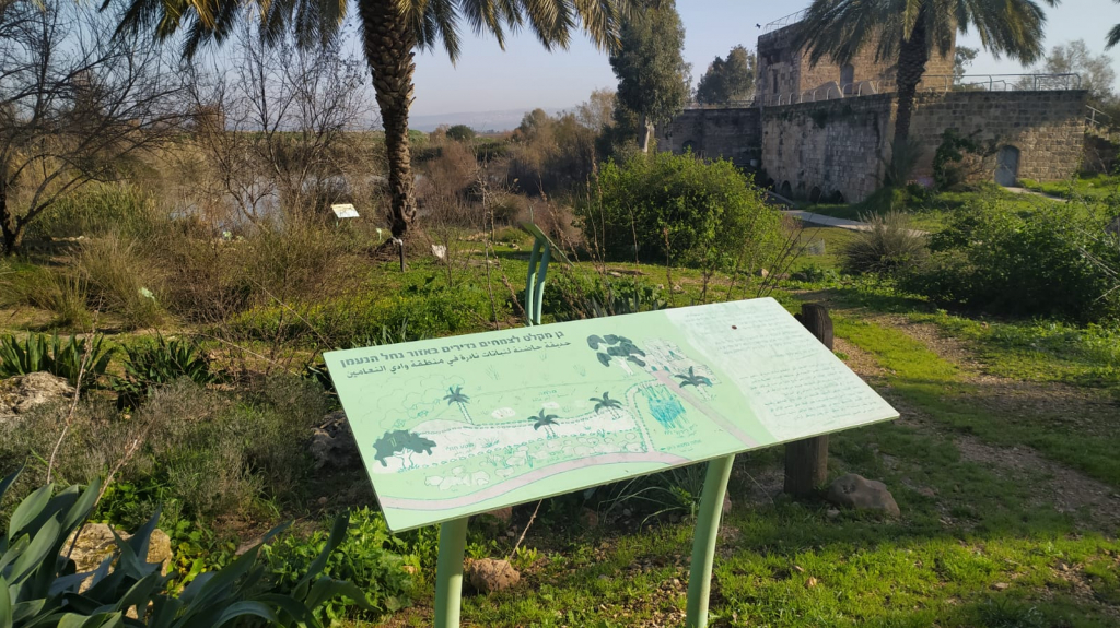 גן_מקלט_לצמחים_בשמורת_הטבע_עין_אפק_-צילמה_דניאל_הייטנר_ריכטמן_רשות_הטבע_והגנים_(2)