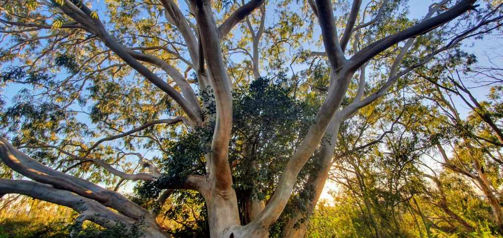 העץ הכי מוזר - חרוב בתוך אקליפטוס. צילם רועי שטראוס רטג