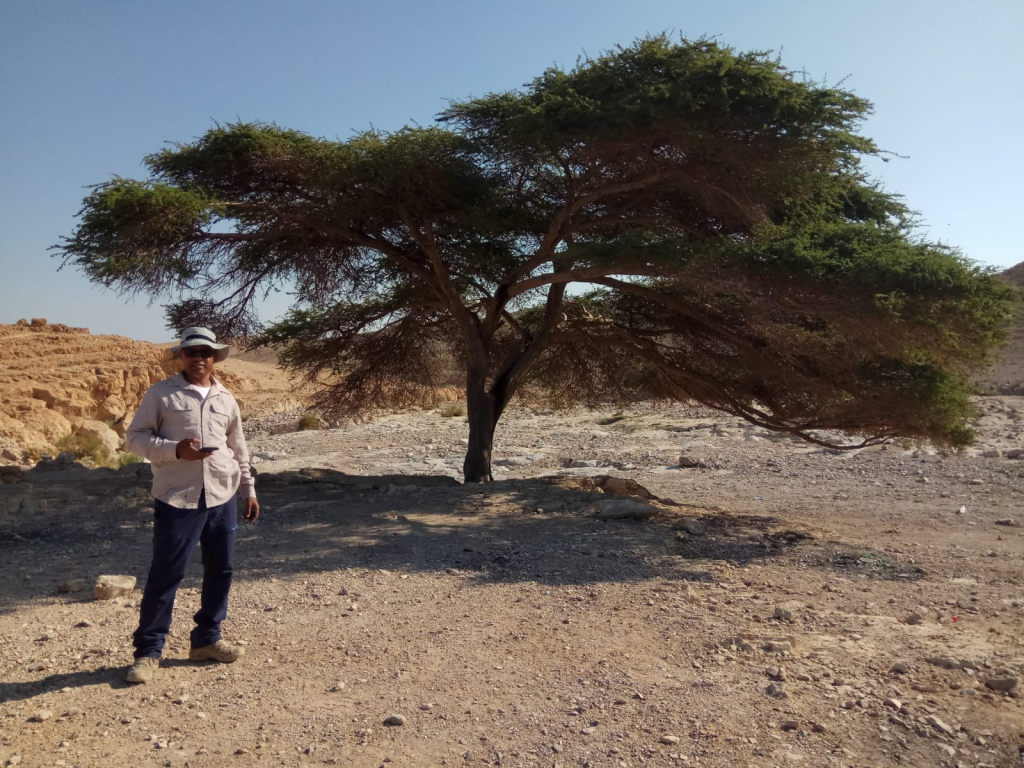 עץ_השיטה_בנחל_יעלים_צילום_ג'אמיל_אלאטראש_רשות_הטבע_והגנים_(3)