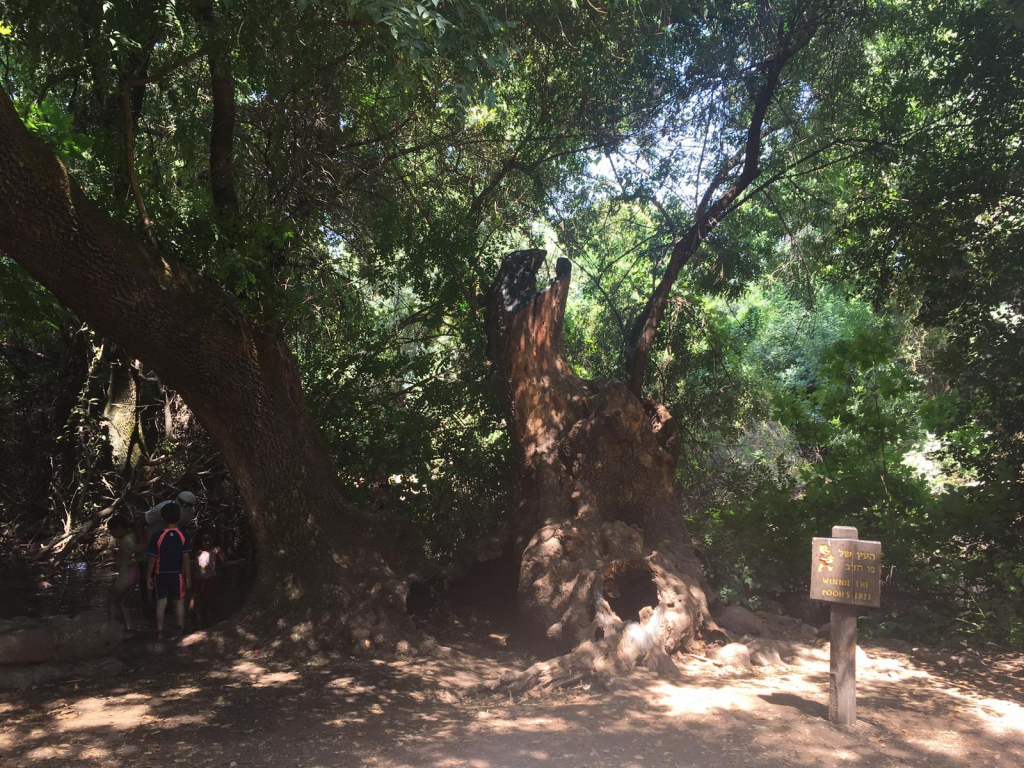 עץ_פו_הדב_בתל_דן_צילום_נעמה_מנספלד.jpg2