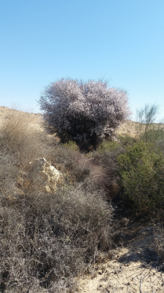 שקד_הרמון_צילום_גל_ביסמוט