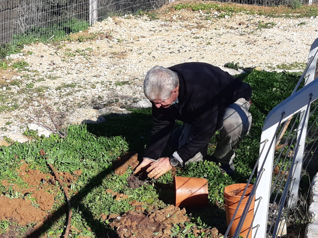 שתילת_מרווה_סורית_בגן_מקלט_נבי_סמואל_-_על_ידי_עמוס_טל_מנהל_הגן_הלאומי_-_צילום_מרגרטה_וולצאק_רשות_הטבע_והגנים