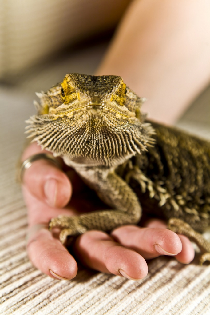 חרדון אוסטרלי בשם דרקון מזוקן המגודל בשביה. צילום Depositphotos