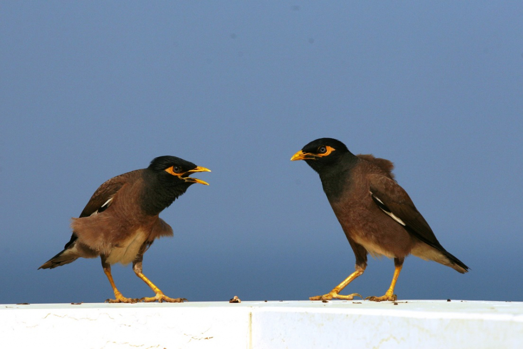 ציפורי המיינה התפשטו ברחבי העולם וגם בישראל. צילום דותן רותם