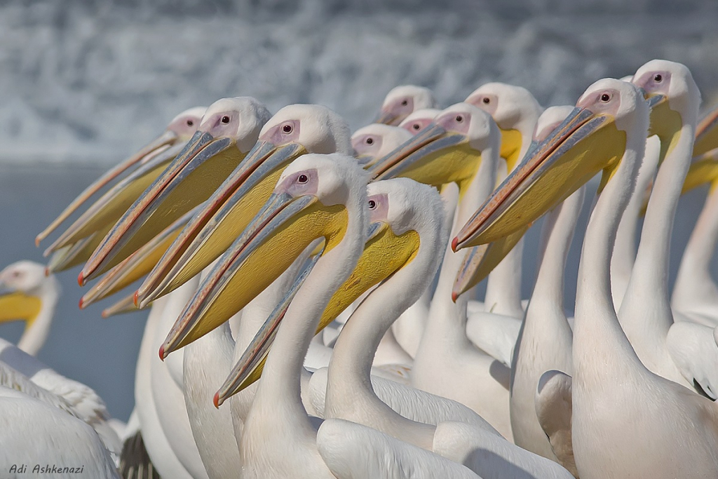השקנאים תופסים דגים בעזרת קפל עור גמיש דמוי שק הנמצא בתחתית מקורם צילום עדי אשכנזי