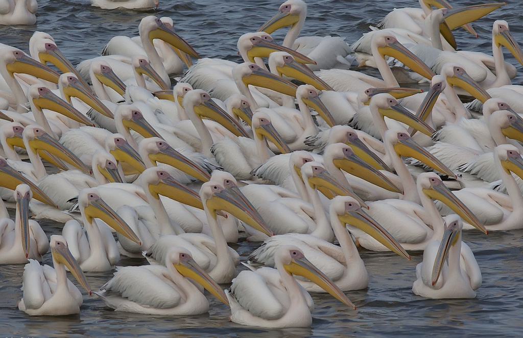 שקנאים בבריכה במשמר השרון שבעמק חפר. צילום עדי אשכנזי