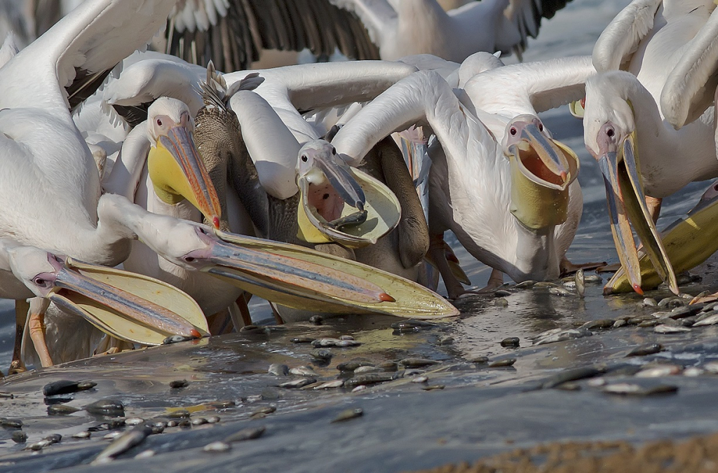 שקנאים ניזונים מדגים בבריכה במשמר השרון. הצטיידות באנרגיה תאפשר להם להמשיך במסעם דרומה צילום עדי אשכנזי