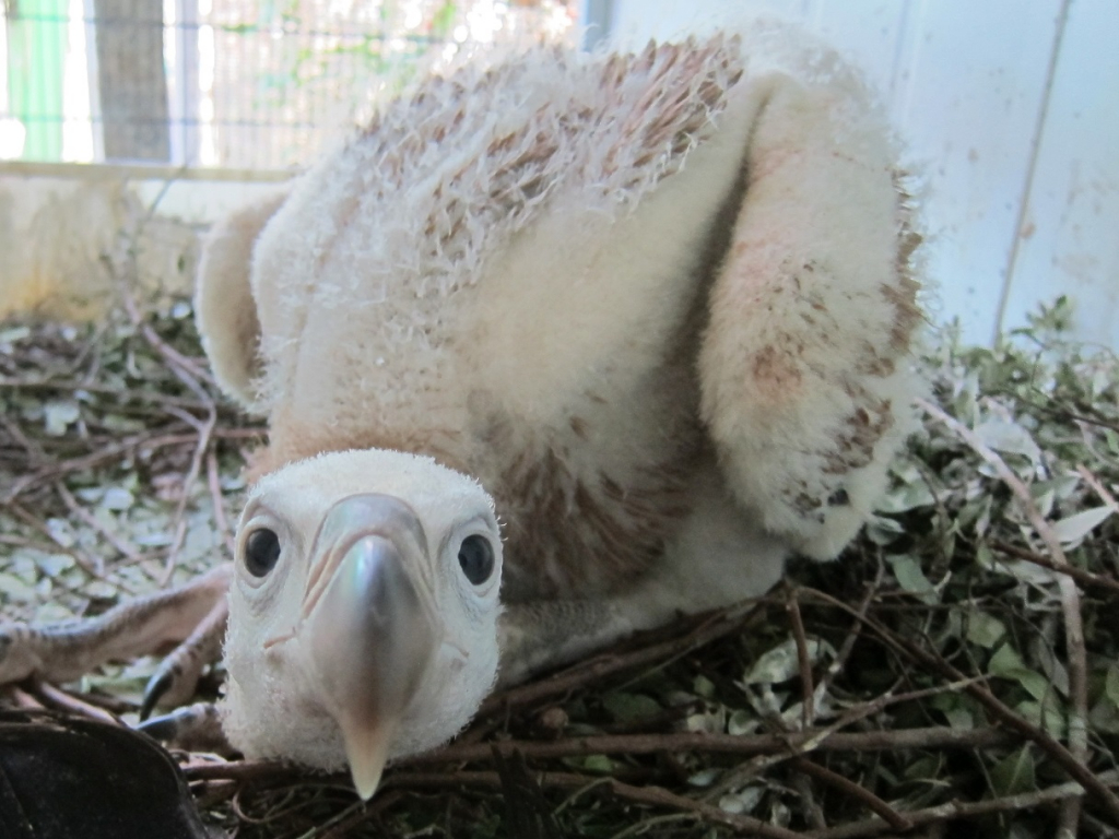 גוזל נשר שגדל בגרעין הרבייה בחי בר כרמל- צילום עדי אשכנזי