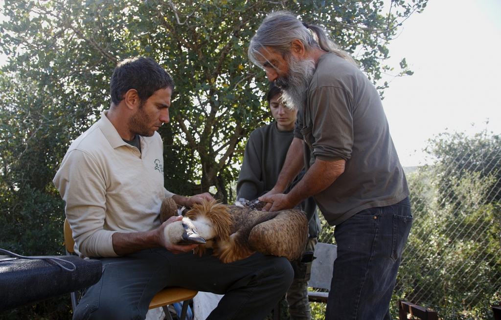 התקנה של משדר על נשר לקראת שחרורו לטבע מחי בר כרמל- צילום עדי אשכנזי