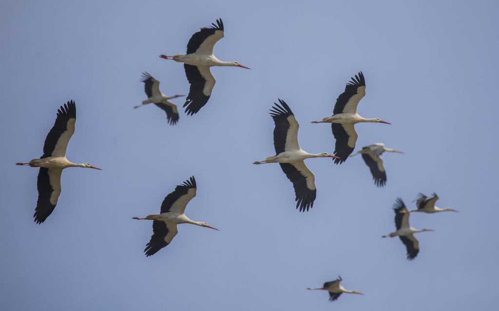 חסידות לבנות בנדידה - צילום דיוויד רזק