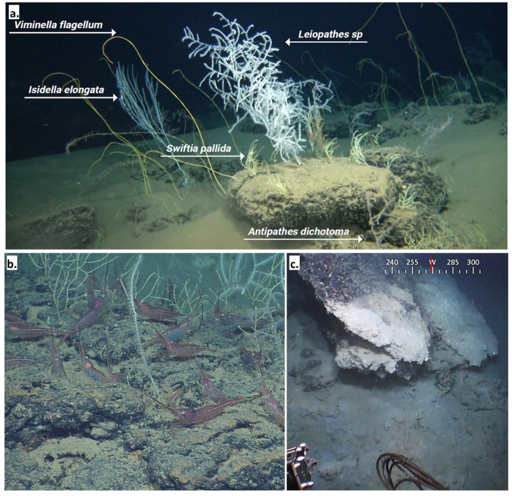 מתוך_בתי גידול נדירים בקרקעית הפרעת פלמחים_ אוניברסיטת חיפה(1)