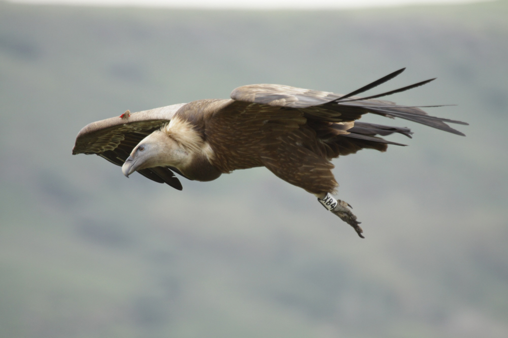 נשר בגולן- צילום עידו שקד