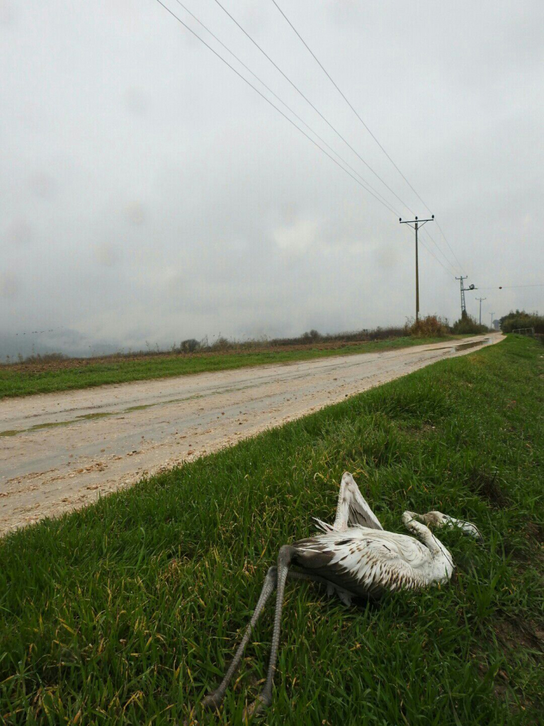פלמינגו שהתנגש בקו מתח חשמל בעמק החולה- צילום נדב הישראלי