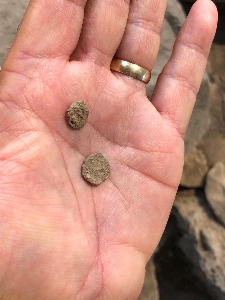 מטבעות נמצאו בכורזים - צילם חגי דביר