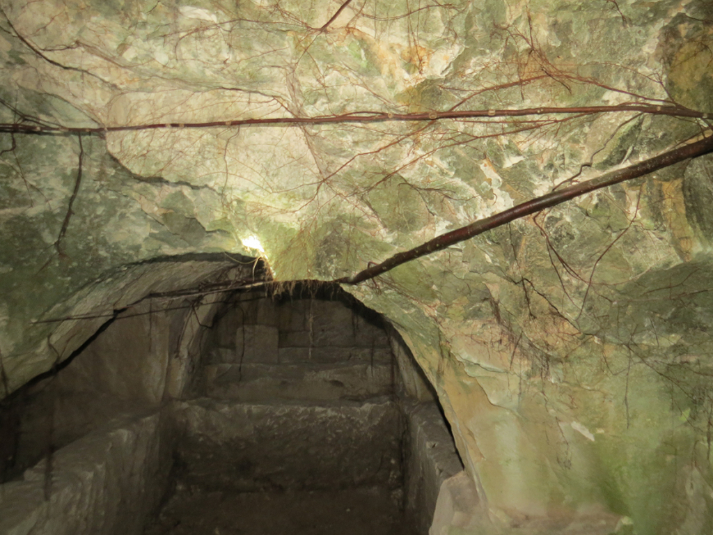 מערה 8 בבית שערים. חדירה של שורשי עץ התאנה.