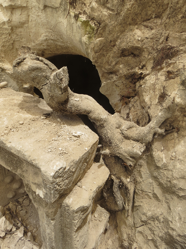 מערה 26 בבית שערים. חזית המערה התפרקה מעל משקוף דלת הכניסה בעקבות חדירה של שורש עץ אלון.