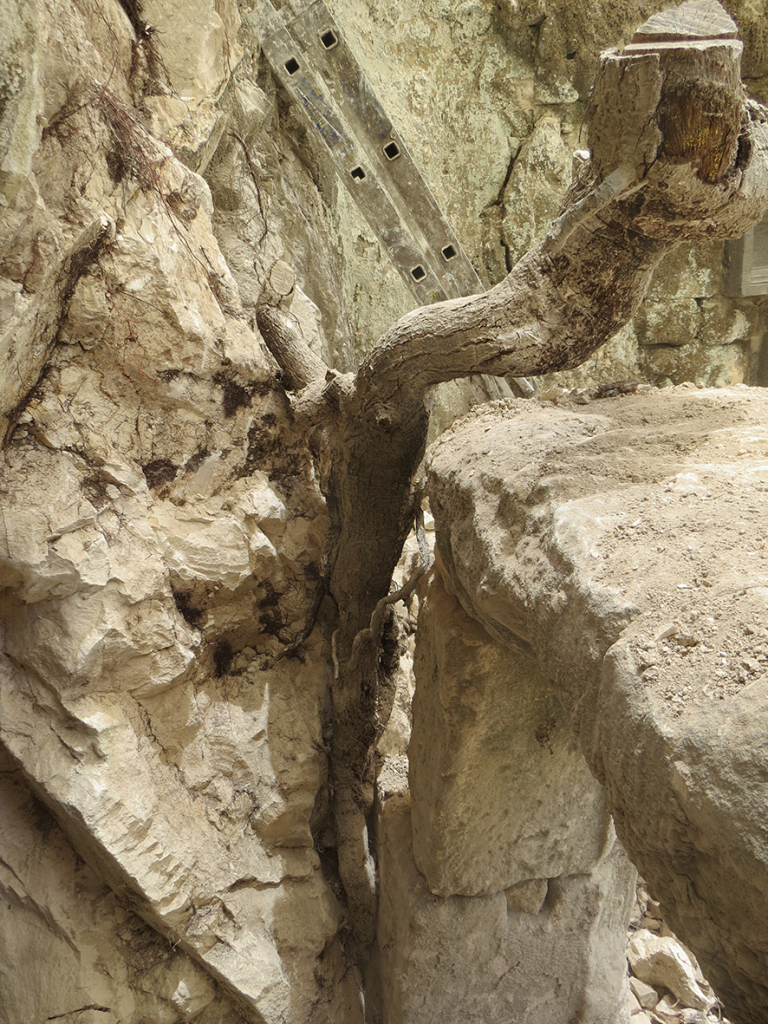 מערה 26 בבית שערים. התפוררות וקריסה של קירות בשל חדירת שורשי עצים במערת "ראש בית הכנסת הצידוני".