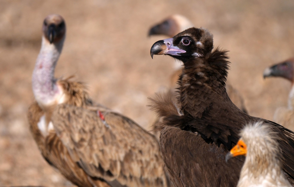 אורחת לרגע - עוזנייה שחורה ולצידה רחם מדברי ונשר מקראי. העוזנייה היא אורחת נדירה בישראל בעונת החורף. צילום יובל דקס
