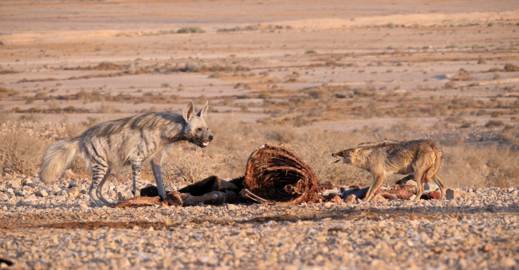 אכלתי אותה - מפגש בין תן זהוב וצבוע מפוספס. צילום יובל דקס