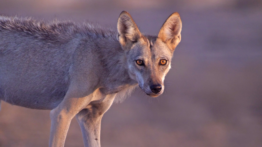 מבט ישיר - זאב מישיר מבט בשעת בוקר מוקדמת. צילום יובל דקס