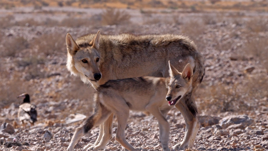 משפחה שכזאת - זאבה וגור צעיר. צילום יובל דקס