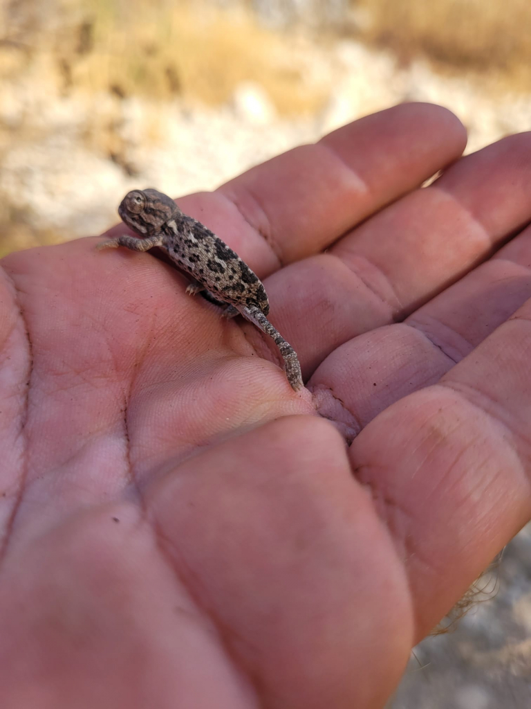 זיקית, צילום: דותן רותם, רשות הטבע והגנים