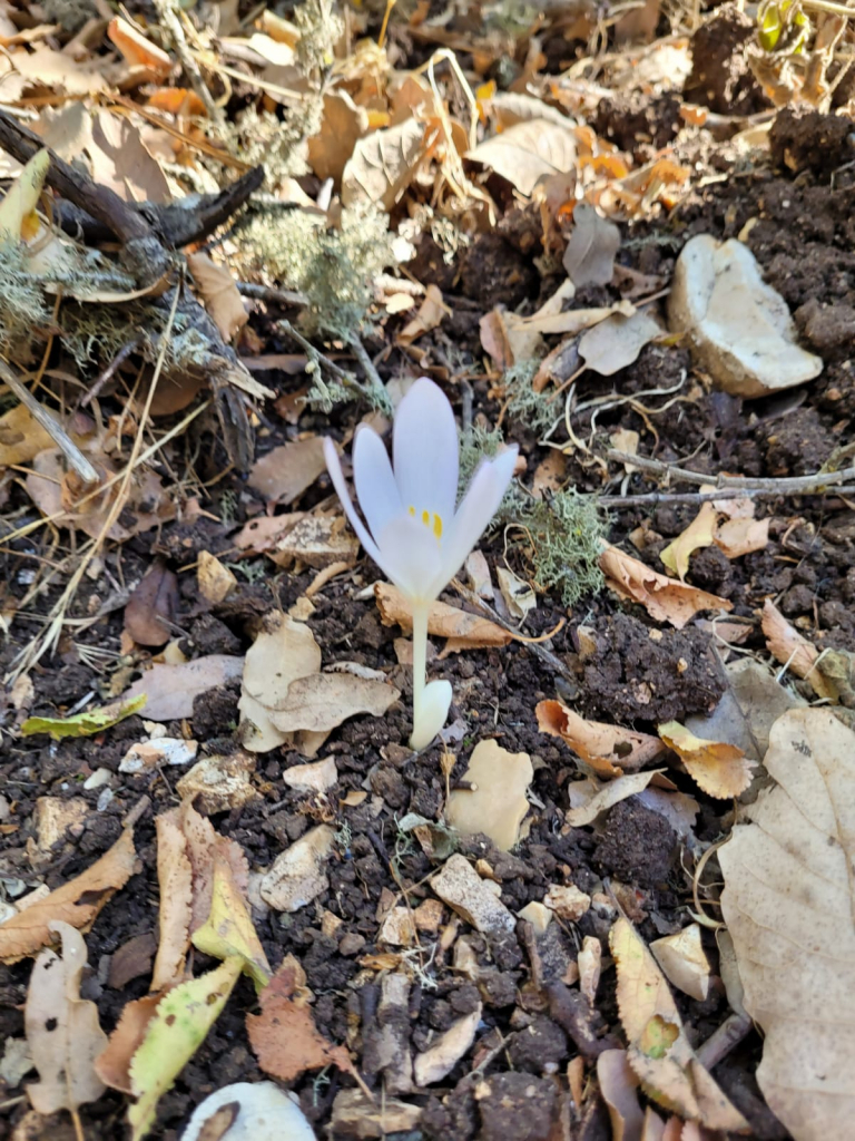 סתוונית בנחל עמוד, צילום: דותן רותם, רשות הטבע והגנים סתוונית בנחל עמוד, צילום: דותן רותם, רשות הטבע והגנים