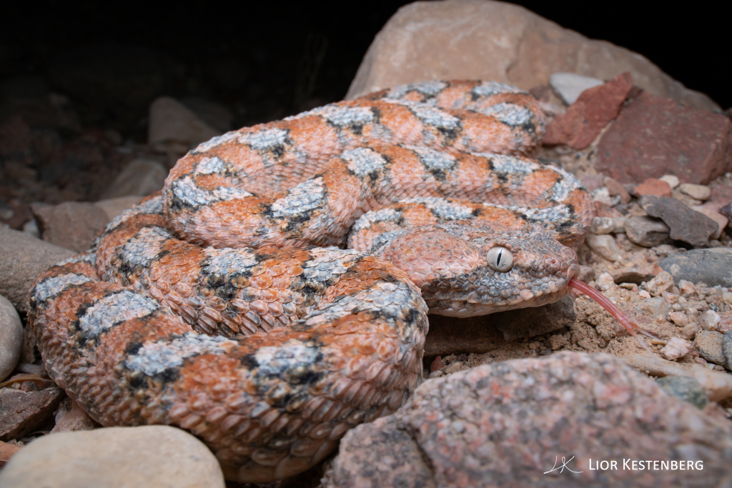 נחש ארסי אפעה - ליאור קסטנברג