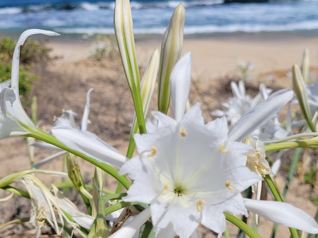 חבצלות בגן לאומי תל אשקלון. צילום קובי סופר