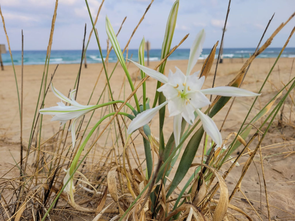 חבצלת החוף, בגן הלאומי אכזיב שי קורן רשות הטבע והגנים