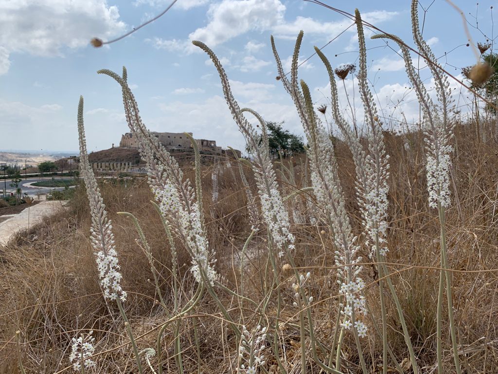 חצבים במגדל צדק צילום אלון נבון