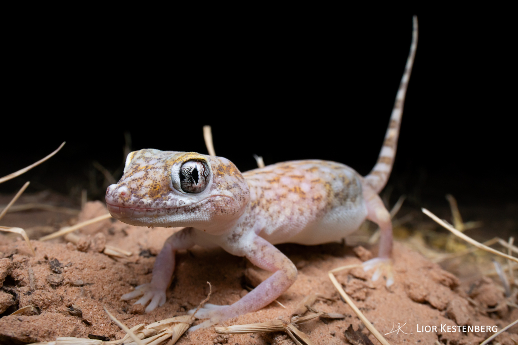 ישימונית תמנע - ליאור קסטנברג
