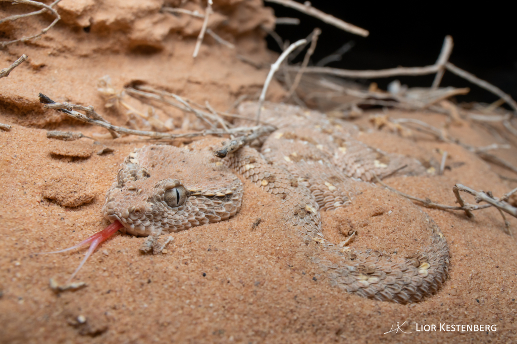 נחש ארסי עכן גדול-ליאור קסטנברג