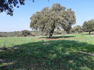 אלון תבור בשמורת טבע אלוני אבא