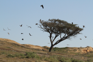 עץ שיטה סלילנית בבית גידול לס - דותן רותם רשות הטבע והגנים