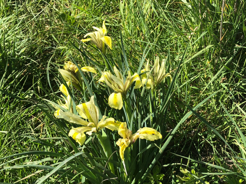אירוס הביצות. צילום: מזי מגנאג'י מוסקוביץ אירוס הביצות. צילום: מזי מגנאג'י מוסקוביץ