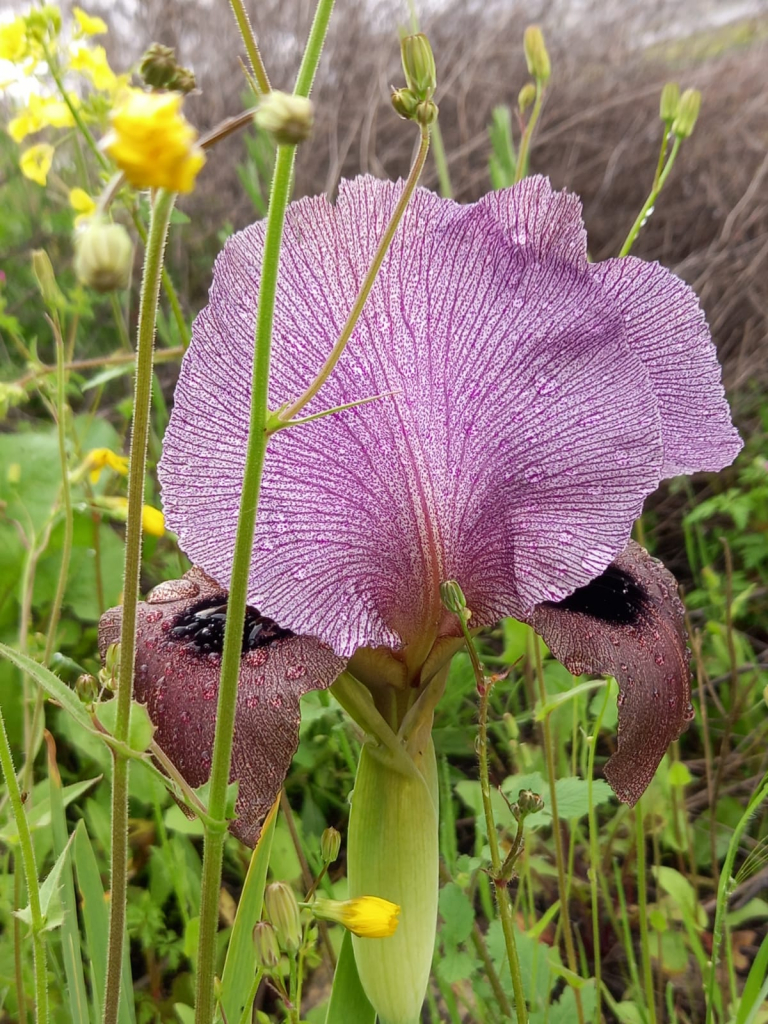 איריס הגלבוע בהר ברקן צילמה שוש יונאי איריס הגלבוע בהר ברקן צילמה שוש יונאי