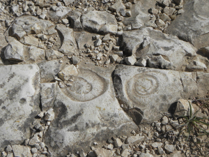 מאובנים בנחל פורה. צילום הדס עברון